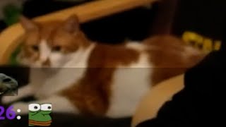 Loki Korkuyor | Videoyun