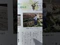 【植物検疫と海外のおもと趣味者】13年以上毎月連載している趣味の山野草月刊誌のご紹介　栃の葉書房　おもとを楽しむ　の次の本の宣伝も【万年青の豊明園】Rohdea japonica  omoto