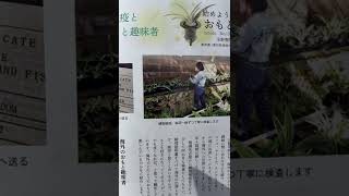 【植物検疫と海外のおもと趣味者】13年以上毎月連載している趣味の山野草月刊誌のご紹介　栃の葉書房　おもとを楽しむ　の次の本の宣伝も【万年青の豊明園】Rohdea japonica  omoto