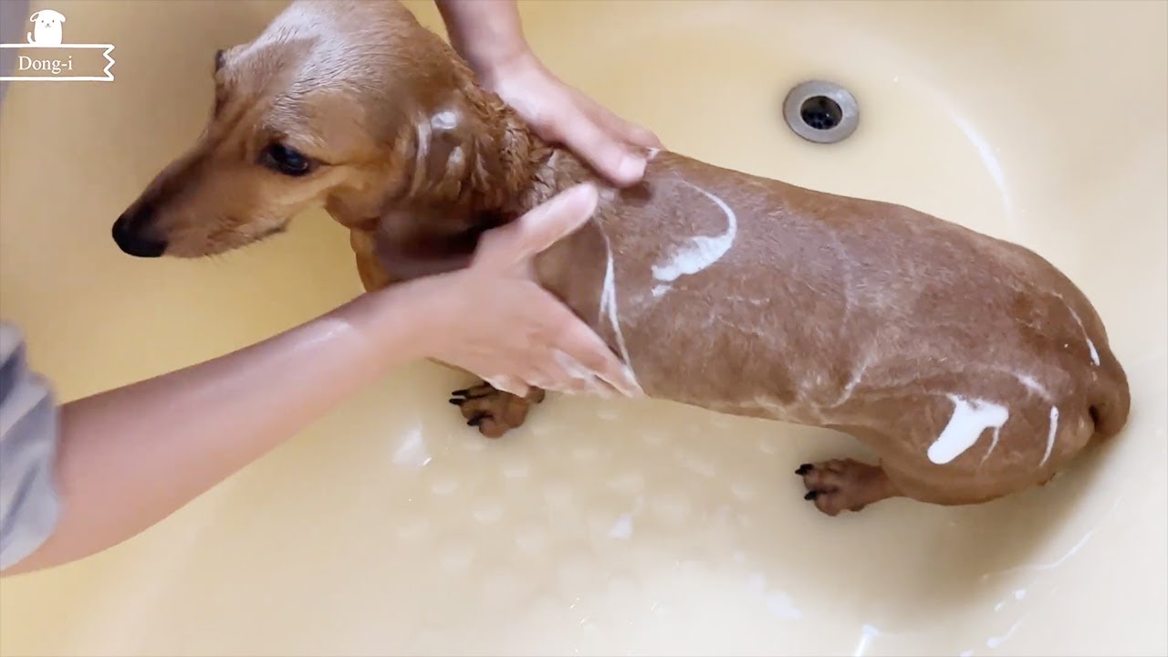 When the dachshund takes a bath