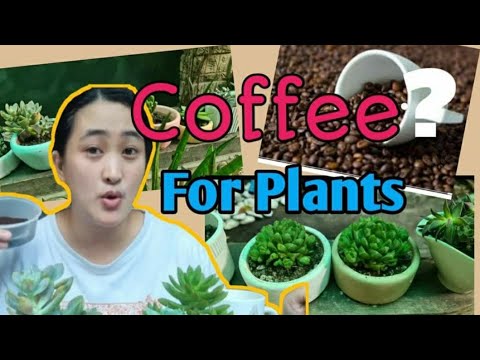 BENEFITS AT GAMIT NG KAPE SA HALAMAN | USED COFFEE GROUNDS FOR  PLANTS