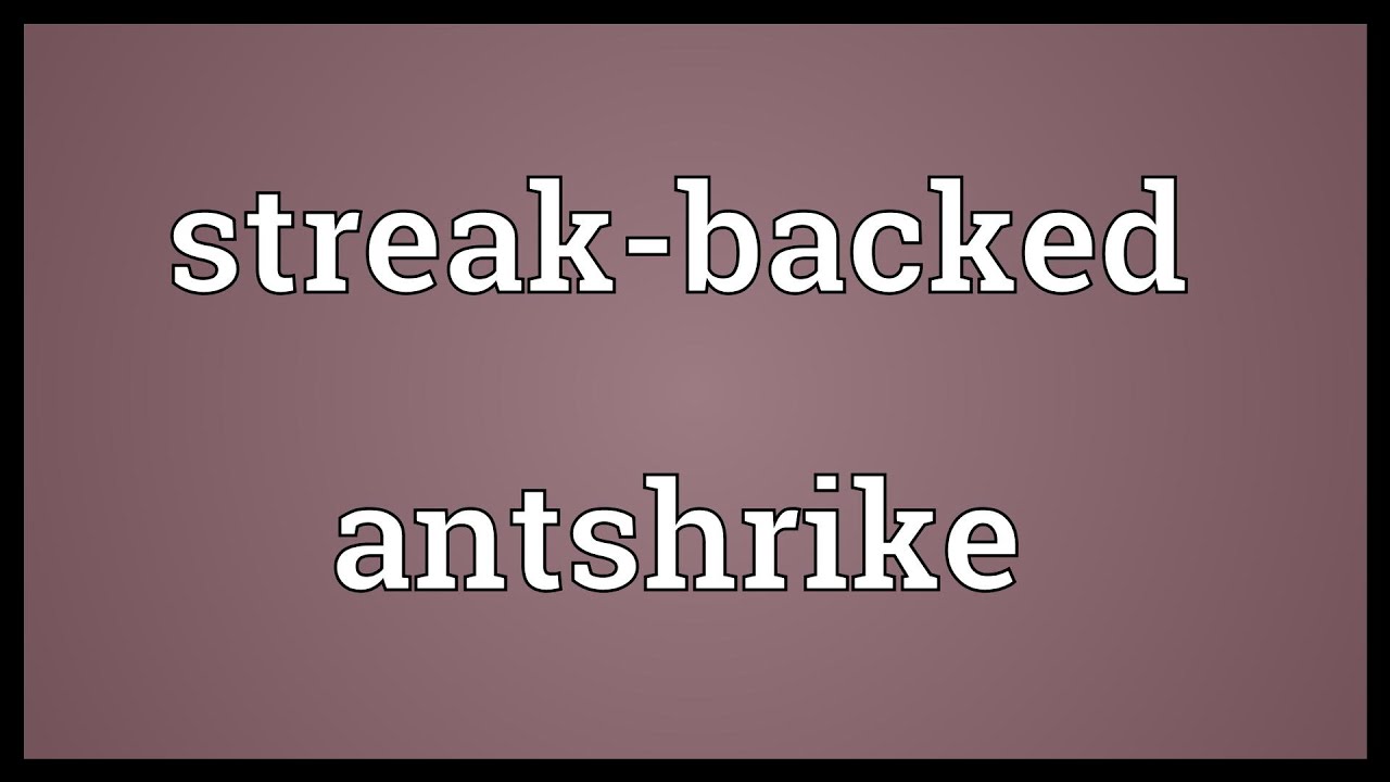 Streakbacked antshrike Meaning YouTube