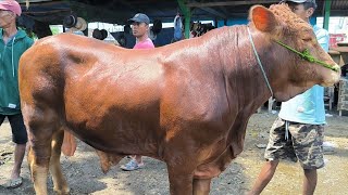 Limousin 16 juta !! Sapi Calon Qurban Harga Murah !! Pasar Tuban Terbaru