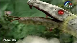 nostalgia white snake legend versi dubbing SCTV 1994
