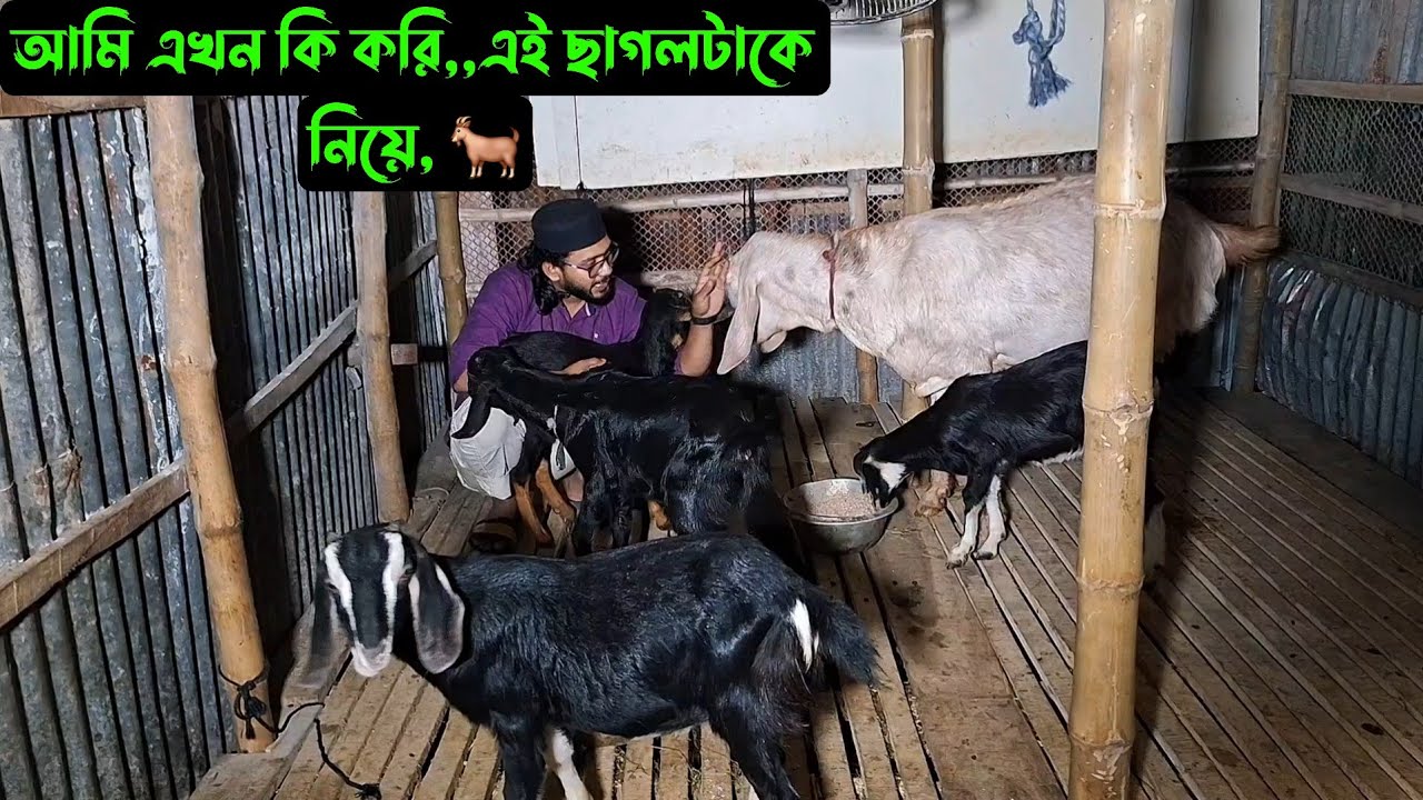 আমি এখন কি করি,,এই ছাগলটাকে নিয়ে, 🐐