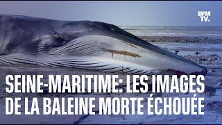Seine-Maritime: les images de la baleine morte échoué sur la plage de Saint-Valery-en-Caux