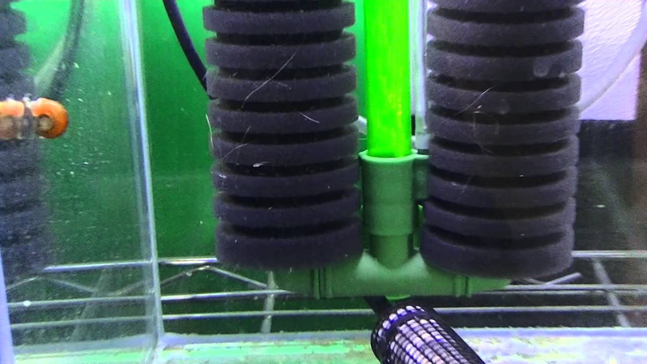 アクアリウム ミクロラスボラハナビ 繁殖水槽 Youtube