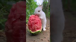 Starting To Look Forward To Eating Watermelon In The Summer🍉 #Rabbit #Pets #Cute #Tiktok