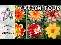 Garden Tour September - Sunday dahlia & plant stroll with chat