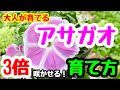 ■3倍咲かせる❗️『アサガオ』の育て方🌱大人が本気で育てる。