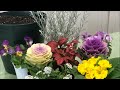 超初心者向け！葉牡丹でお正月の寄せ植えFor super-beginners! Flower pot arrangement at New Year's