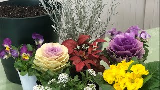 超初心者向け！葉牡丹でお正月の寄せ植えFor super-beginners! Flower pot arrangement at New Year's