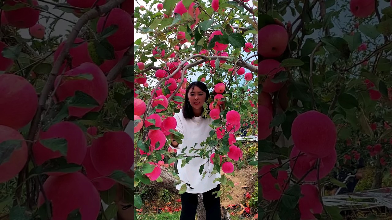 The best red apple fruit YouTube