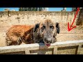 Perro encadenado toda su vida… suplicaba que le ayudáramos!
