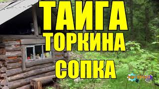 ОХОТА НА ТИГРА | Торкина сопка | ТАЙГА