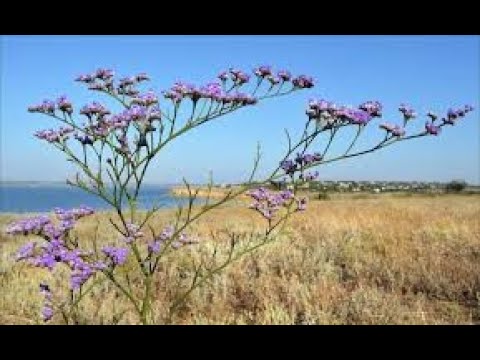 Βίντεο: Επικίνδυνο ζιζάνιο μικρού άνθους Galinsoga - Galinsoga Parviflora