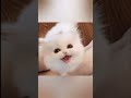 Cute baby kitten meow so so cute ♥♥♥ #shorts