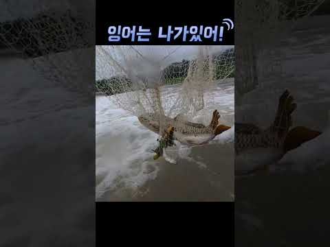 잉어는 나가 있어! thumbnail