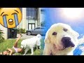 PRETENDING TO FAINT IN FRONT OF MY DOG - FUNNY REACTIONS (Super Cooper Sunday #139)