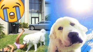 PRETENDING TO FAINT IN FRONT OF MY DOG  FUNNY REACTIONS (Super Cooper Sunday #139)