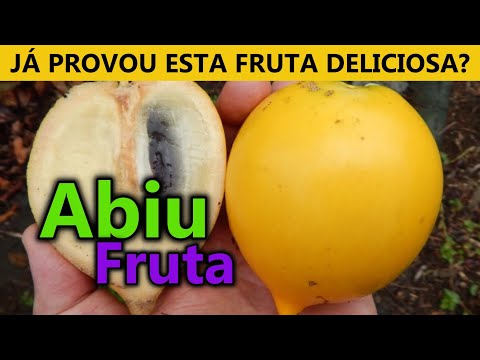 Video: Enciclopedia De Frutas: Como Elegir, Almacenar Y Comer Abiu