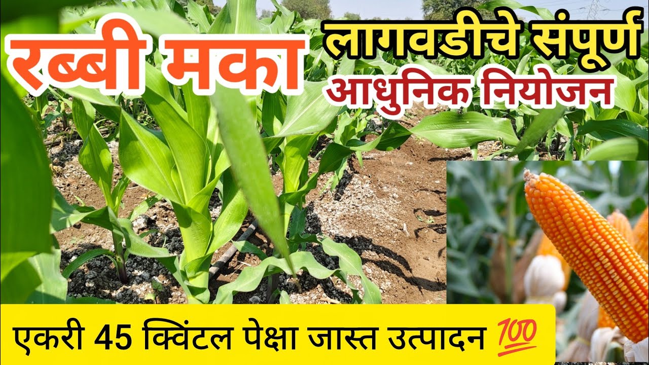 रब्बी मका लागवडीचे सुधारित तंत्रज्ञान 🌽 | रब्बी मका लागवड कशी करावी | मका लागवड | Maka Lagwad #maka 