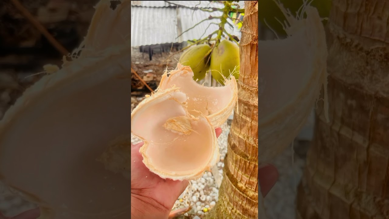 To Tabuaeran / Fanning island