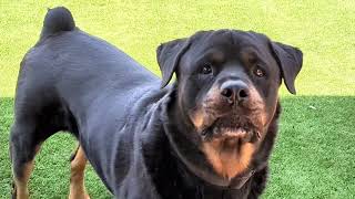 Macho; Picture Perfect by Macho the Rottweiler 389 views 7 months ago 2 minutes, 8 seconds