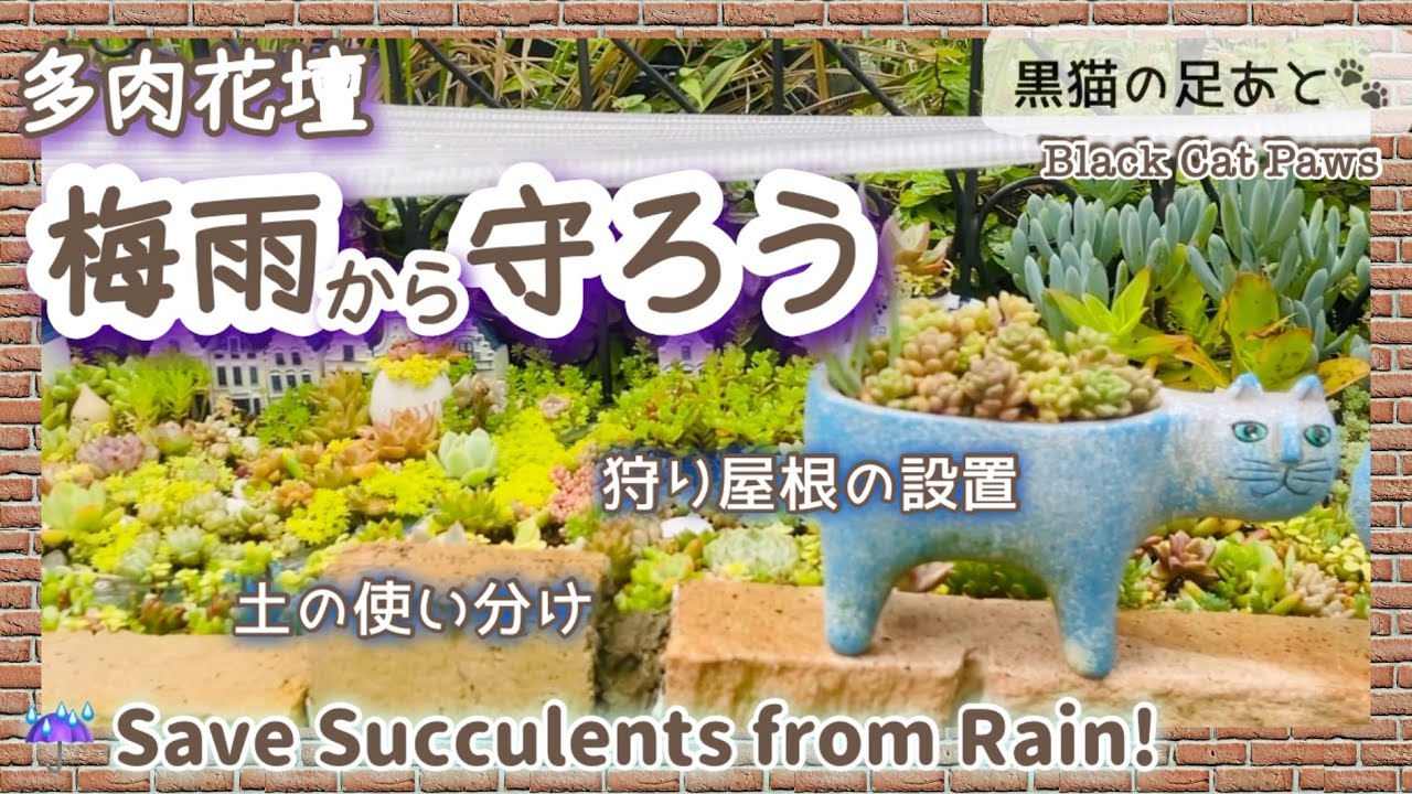 梅雨から守ろう】【多肉花壇】Vol.268 - YouTube
