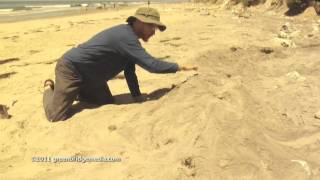 Brad Lancaster Watershed Demonstration on the Beach