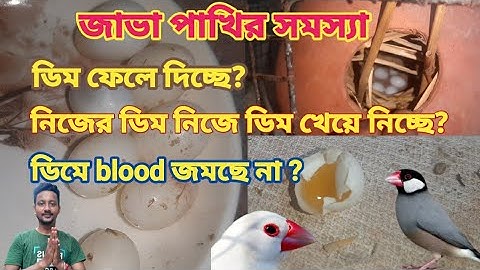 Java bird problems for new breeders//জাভা পাখির সমস্যা//যারা নতুন পাখি পালন করছেন ।।