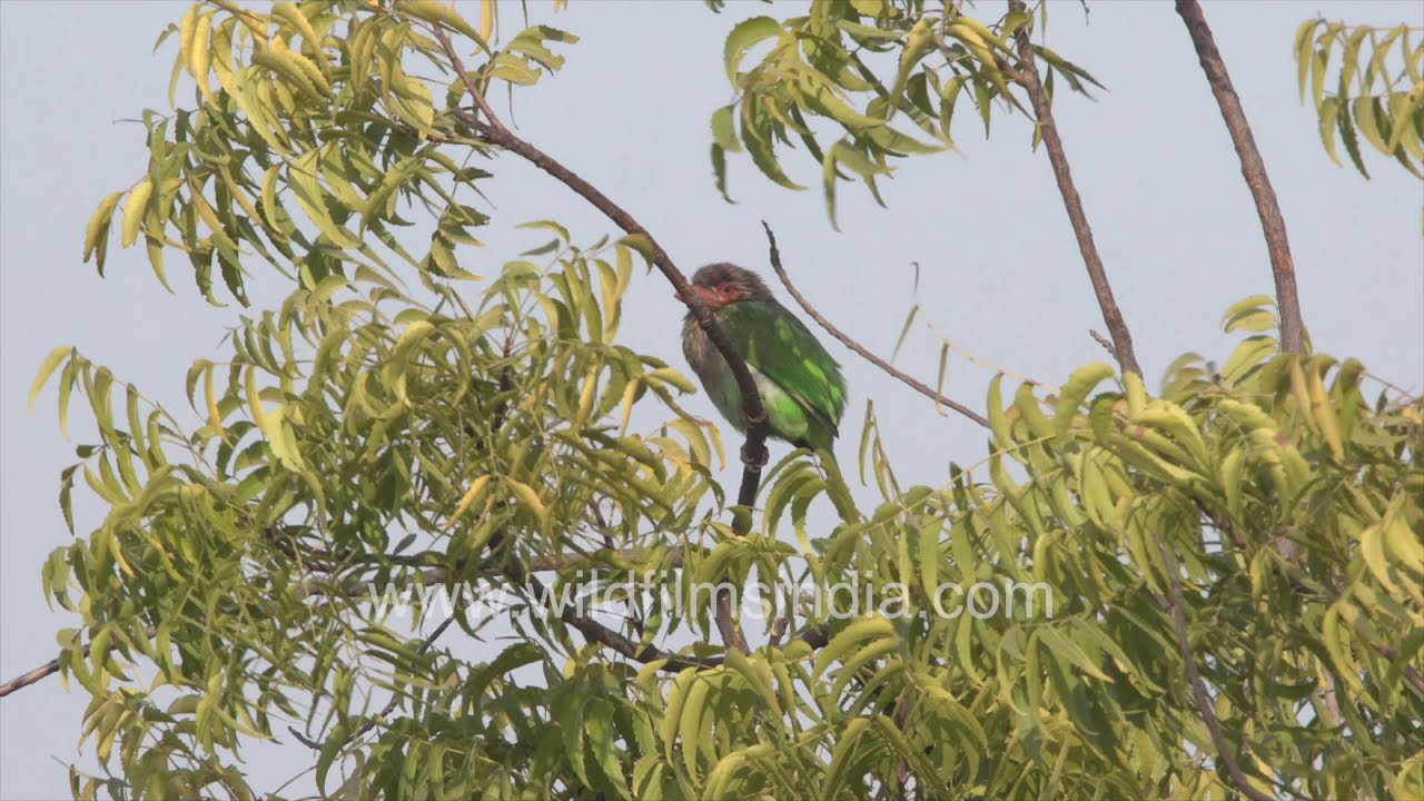 Brown-headed Barbet (Psilopogon zeylanicus) on Persian Lilac Tree