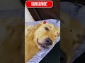 நாயின் கல்யாண கனவு 🤣 | Doggy Marriage Dream Tamil Comedy!"