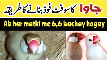 Java Breeding Soft Food|| Java Breeding Diet|| Breeding Formula|| Java Finch Complete Diet Plan