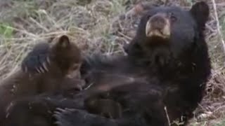 Black Bear Watches Young Cubs Playing | BBC Studios