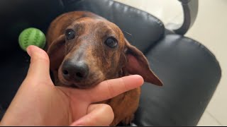 Mini dachshund dog does tricks for food