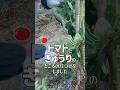 家の裏の畑に植えたトマトときゅうりの片づけをしていくばあちゃん #shorts