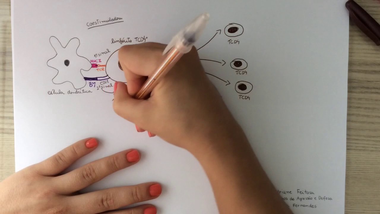 Imunologia- Ativação dos linfócitos