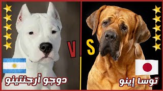 مقارنة شاملة بين الدوجو الأرجنتينو VS توسا إينو || Tosa Inu VS Dogo Argentino