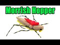 Morrish hopper fly tying  ken morrish fly pattern