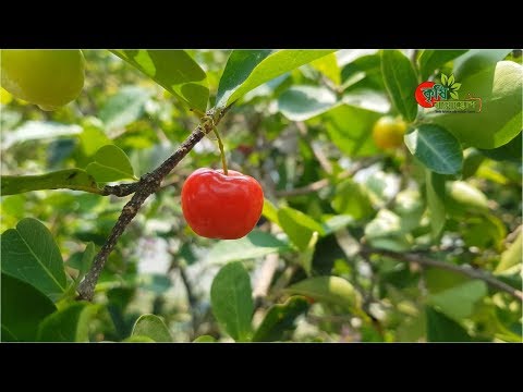 ভিডিও: গ্রীষ্মের কুটির এবং বাগানে বিভিন্ন ধরণের এবং চেরি চাষ - 2