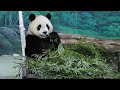20240108 搖籃兩度棄竹跑 圓寶無望睡大覺(早餐) Giant Panda Yuan Bao