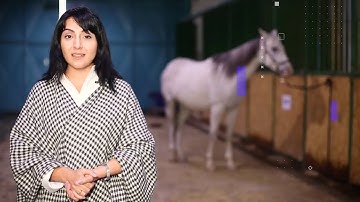 AYBÜ Atçılık ve Antrenörlüğü Programı