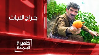 مزارع من حلبجة ينجح بزراعة 3 محاصيل على جذع 1 | ظهيرة الجمعة