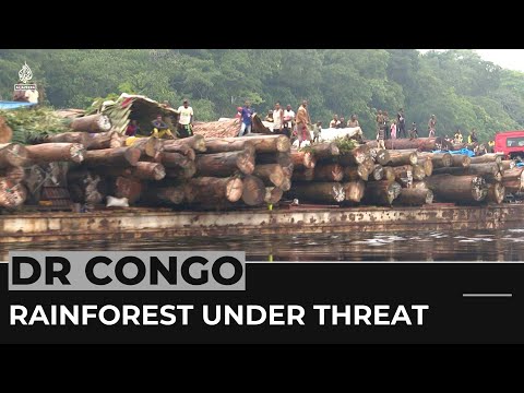 Congo rainforest in peril: Logging endangers vital ecosystem