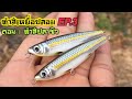 ทำสีเหยื่อปลอม EP.3 ตอน ทำสีปลาซิว [Custom painting a Minnow&Lipless lures]