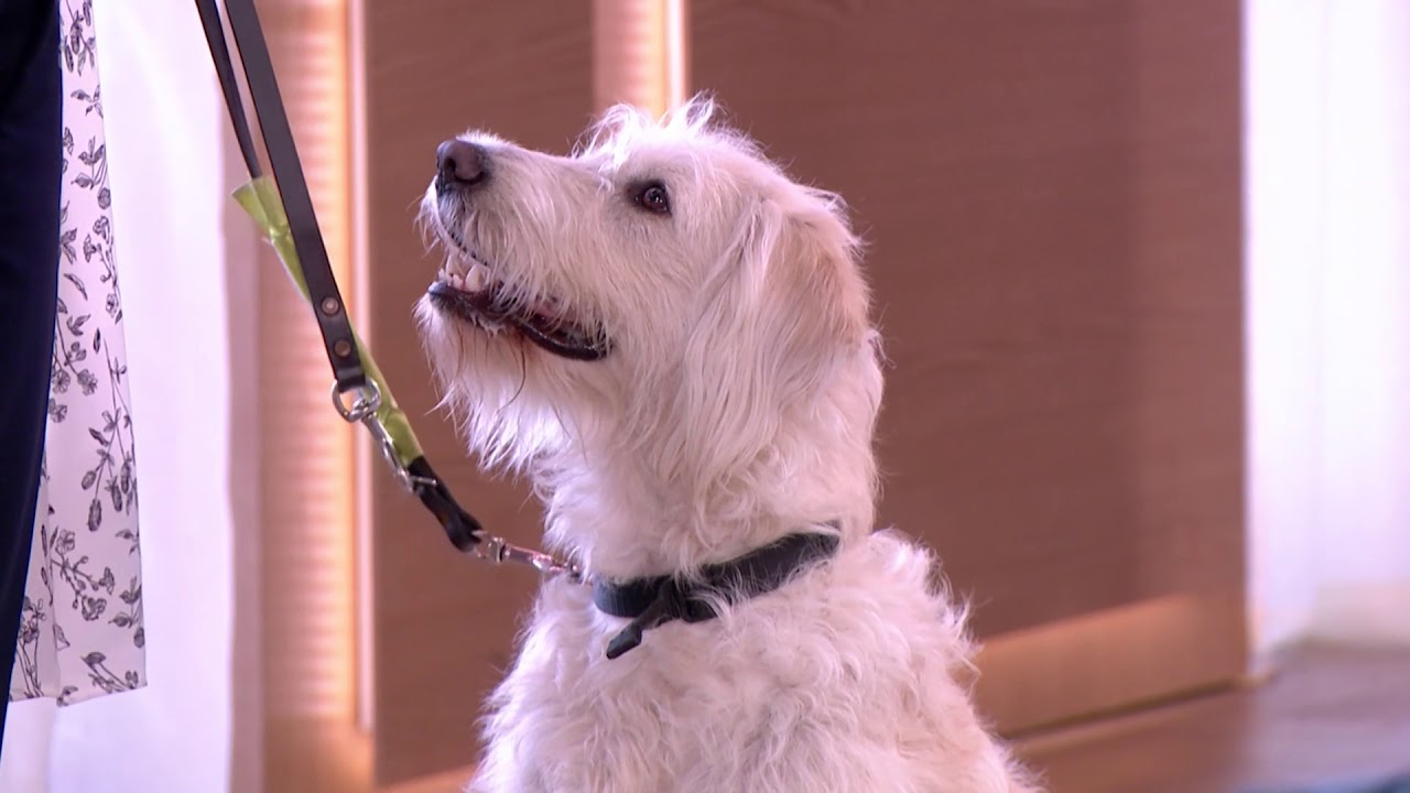 dwarf yorkshire terrier