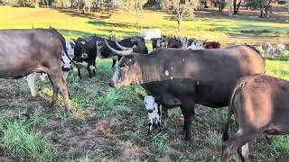 TINY mystery calf