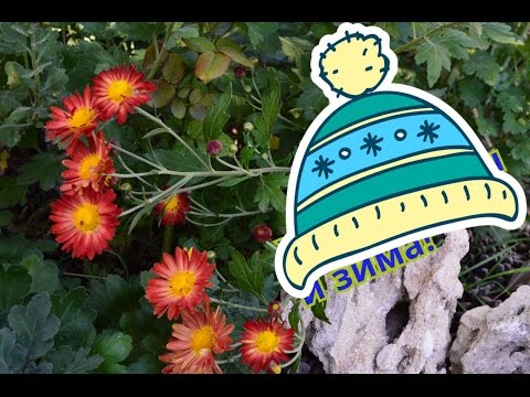 Как укрыть хризантемы на зиму