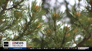 Spring allergy season ramps up